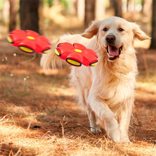 Super Bola Voadora Para Cães